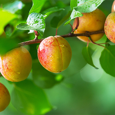 九游在线体育平台热带水果七